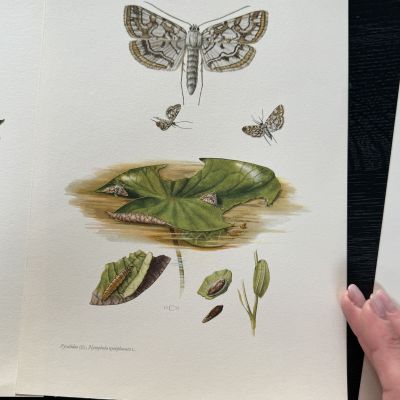 Литография 27х19 см Insectes d'Europe 2 шт стр. 115/111