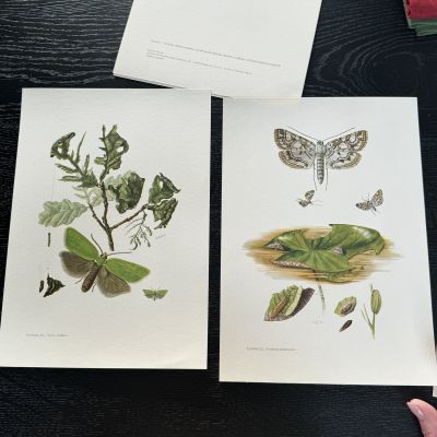 Литография 27х19 см Insectes d'Europe 2 шт стр. 115/111
