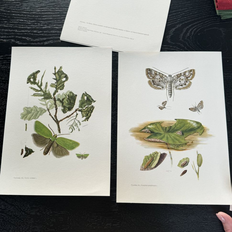 Литография 27х19 см Insectes d'Europe 2 шт стр. 115/111