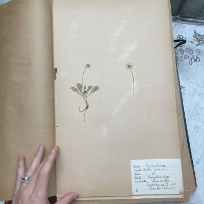 Лист гербария Torsten Hansen Швеция   