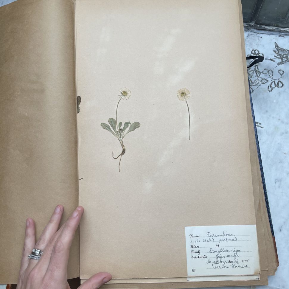 Лист гербария Torsten Hansen Швеция   