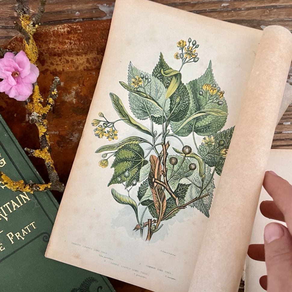 Литография 14х22 см  Flowering Plants by Anne Pratt №48 Англия