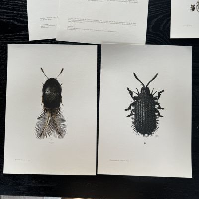 Литография 27х19 см Insectes d'Europe 2 шт стр. 52/67