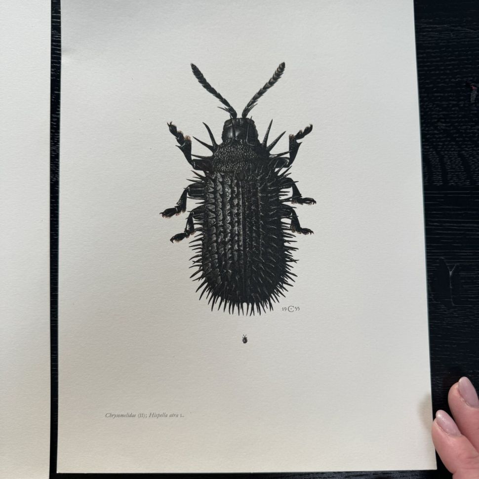 Литография 27х19 см Insectes d'Europe 2 шт стр. 52/67