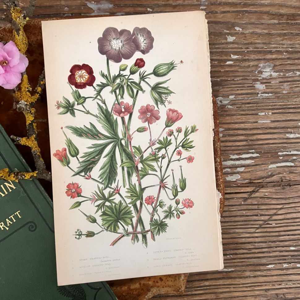 Литография 14х22 см  Flowering Plants by Anne Pratt №54 Англия