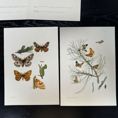 Литография 27х19 см Insectes d'Europe 2 шт стр. 144/116