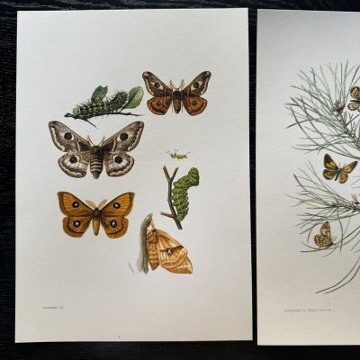 Литография 27х19 см Insectes d'Europe 2 шт стр. 144/116