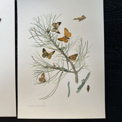 Литография 27х19 см Insectes d'Europe 2 шт стр. 144/116