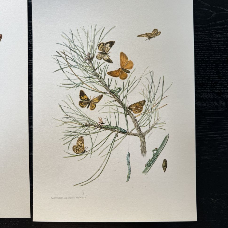 Литография 27х19 см Insectes d'Europe 2 шт стр. 144/116