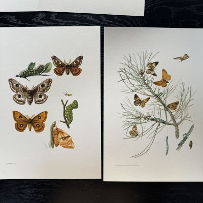 Литография 27х19 см Insectes d'Europe 2 шт стр. 144/116