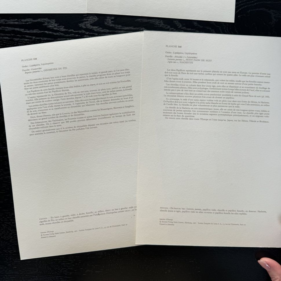 Литография 27х19 см Insectes d'Europe 2 шт стр. 144/116