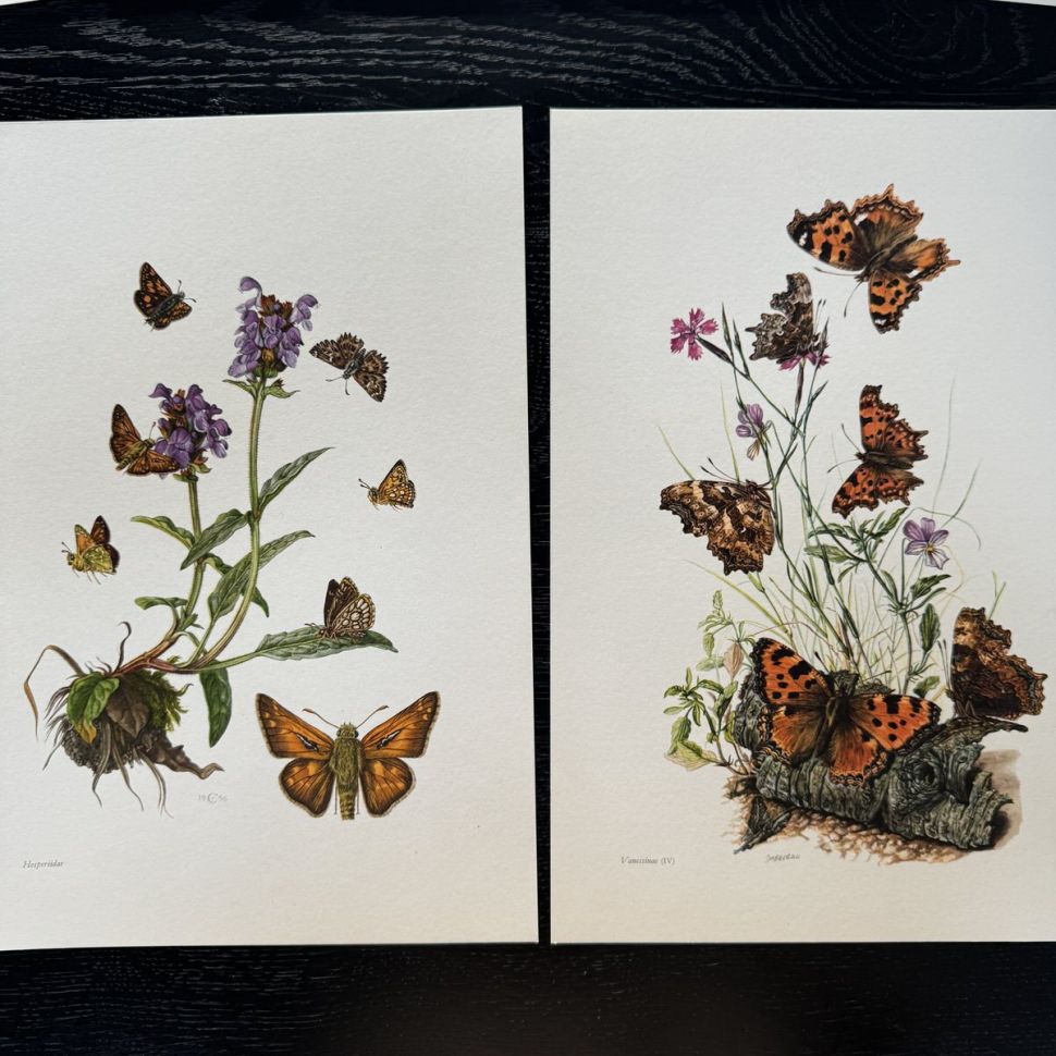 Литография 27х19 см Insectes d'Europe 2 шт стр. 156/145