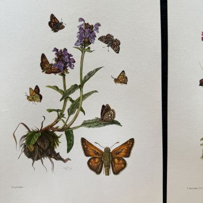 Литография 27х19 см Insectes d'Europe 2 шт стр. 156/145