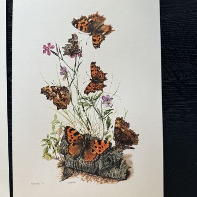 Литография 27х19 см Insectes d'Europe 2 шт стр. 156/145