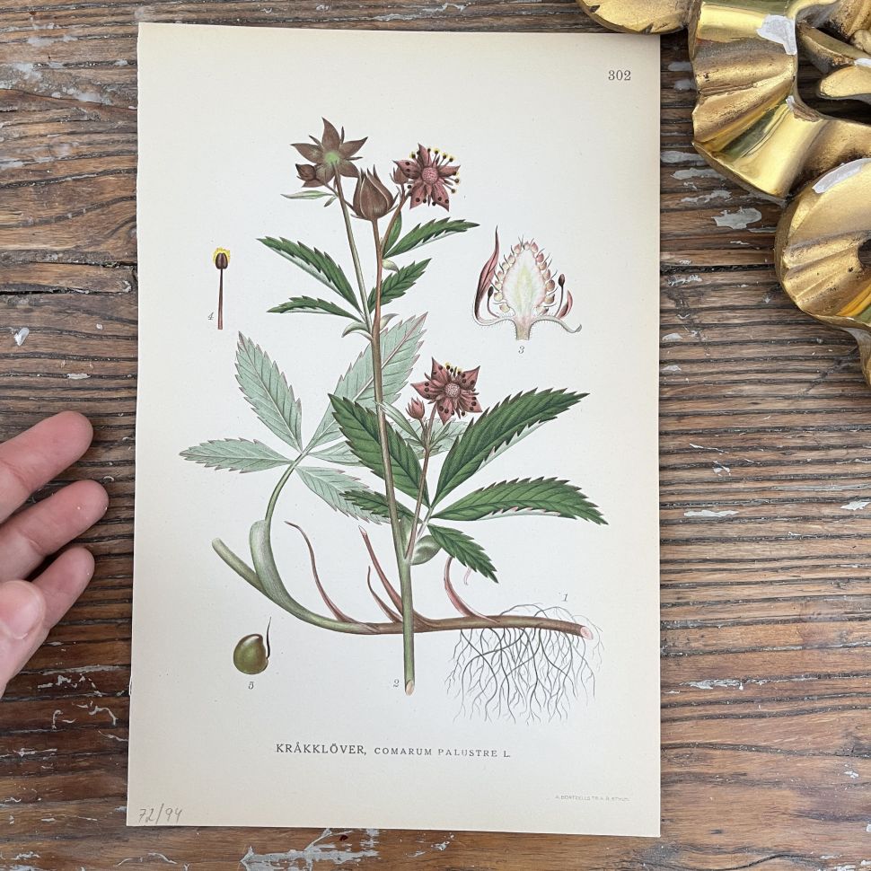 Литография 15х23 см 1917 г. Nordens Flora 1 шт. №302