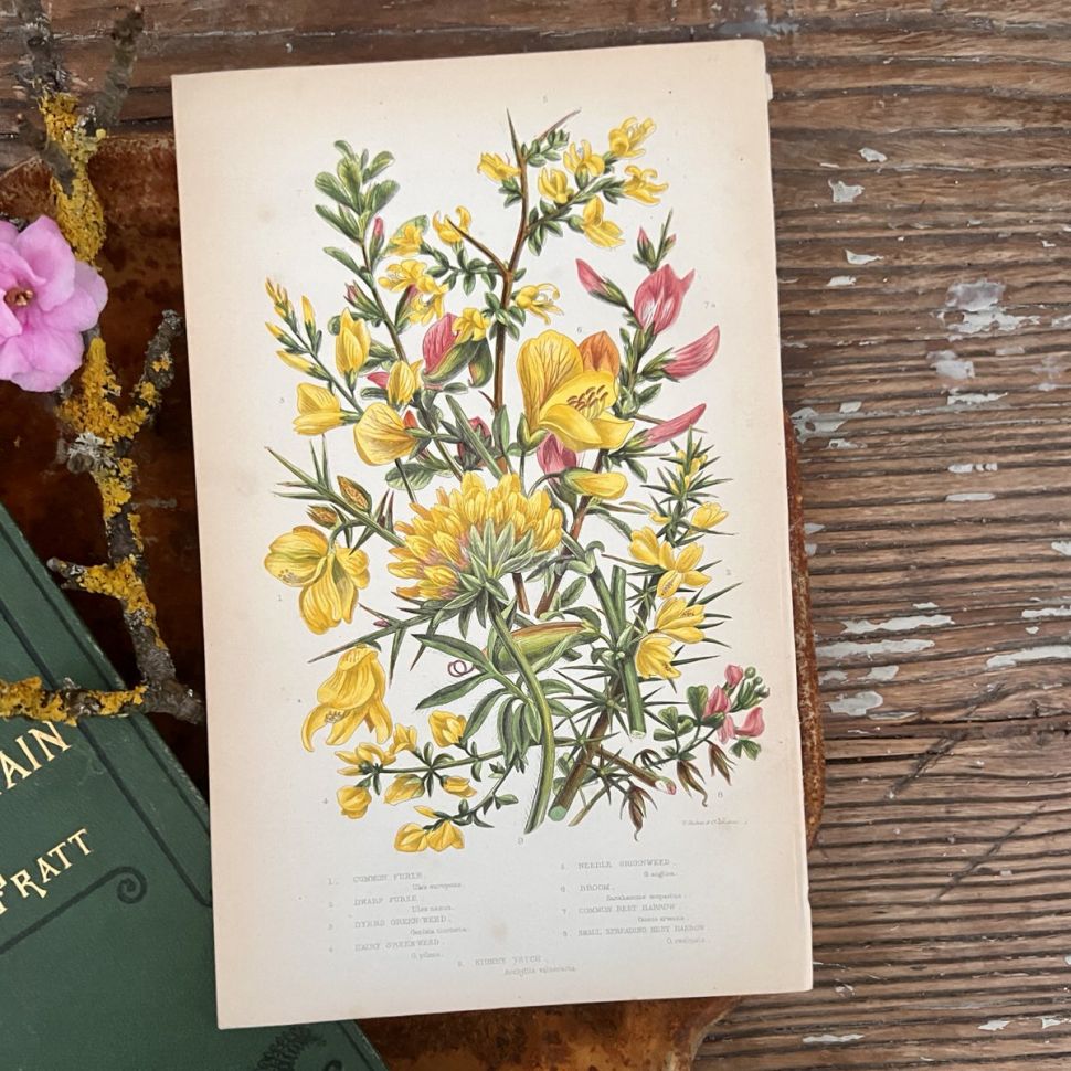 Литография 14х22 см  Flowering Plants by Anne Pratt №56 Англия