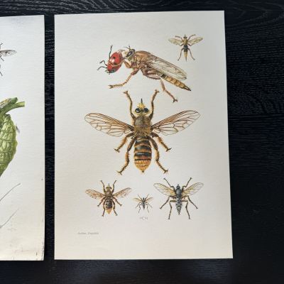 Литография 27х19 см Insectes d'Europe 2 шт стр. 168/170