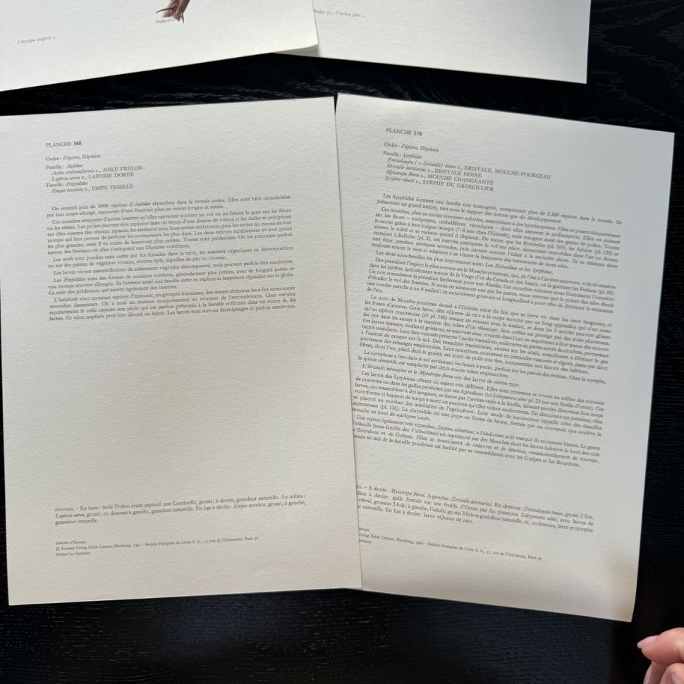 Литография 27х19 см Insectes d'Europe 2 шт стр. 168/170