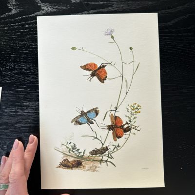 Литография 27х19 см Insectes d'Europe 1 шт стр. 9