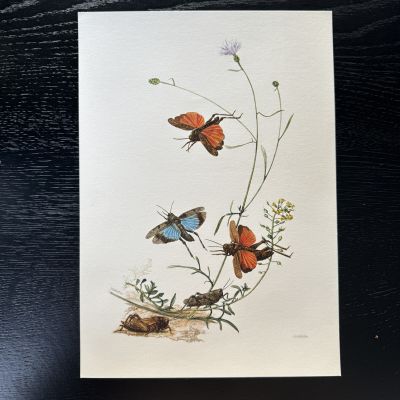 Литография 27х19 см Insectes d'Europe 1 шт стр. 9