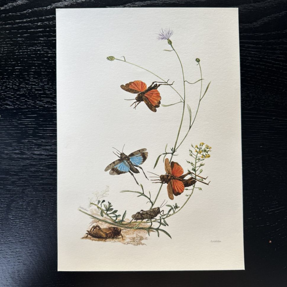 Литография 27х19 см Insectes d'Europe 1 шт стр. 9