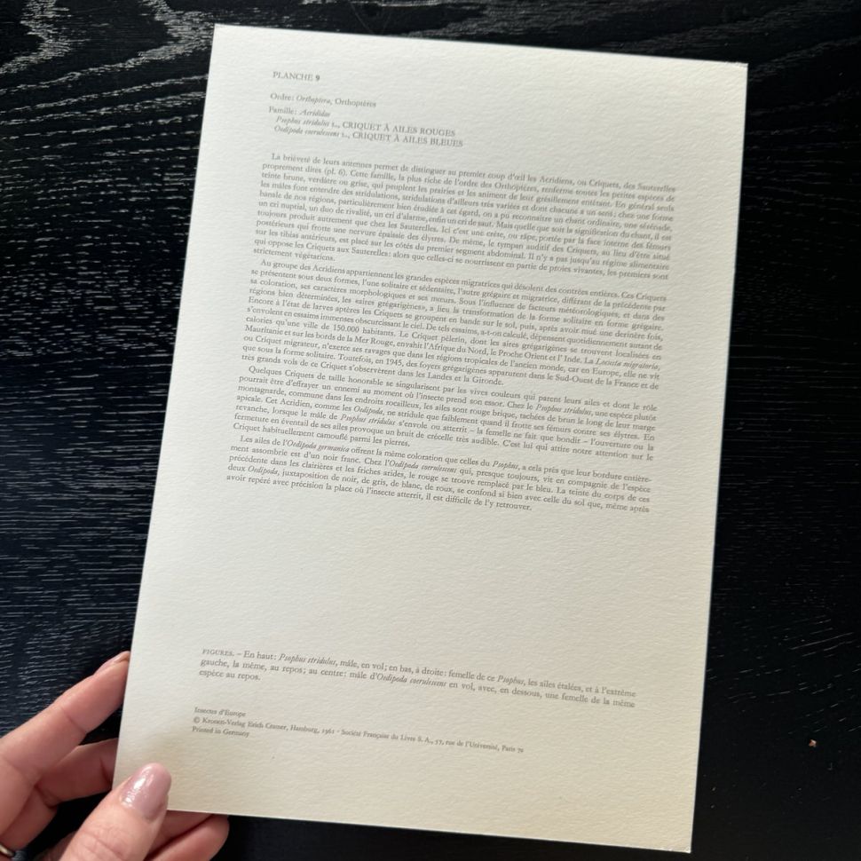 Литография 27х19 см Insectes d'Europe 1 шт стр. 9