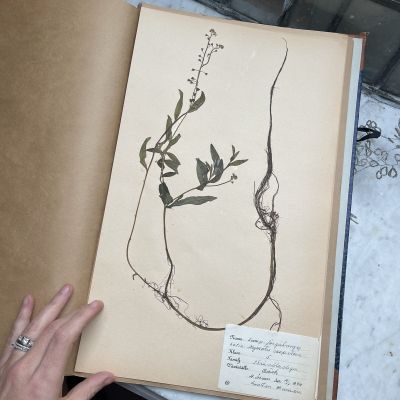 Лист гербария Torsten Hansen Швеция