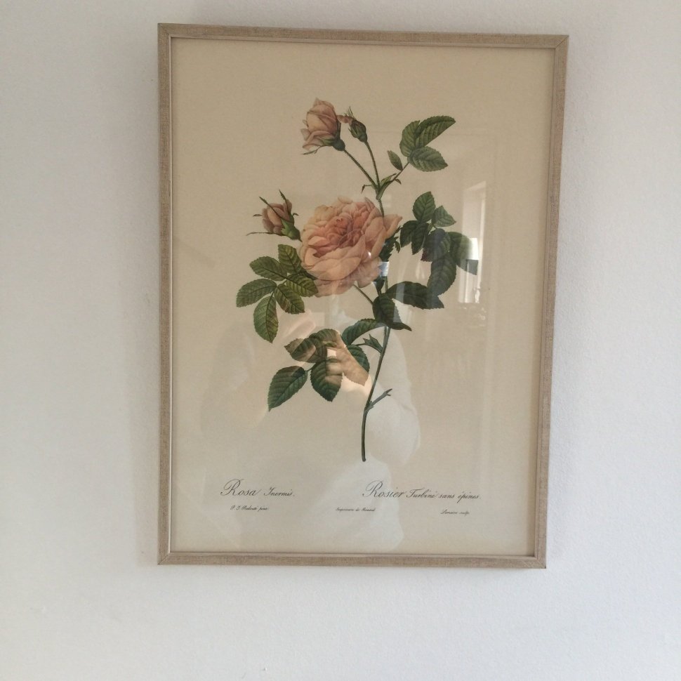 Гравюра в раме Rosa Ynermis Франция 