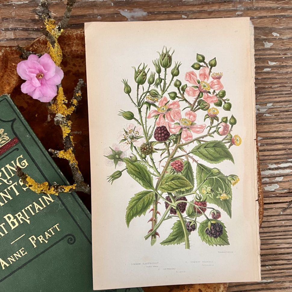 Литография 14х22 см  Flowering Plants by Anne Pratt №69 Англия