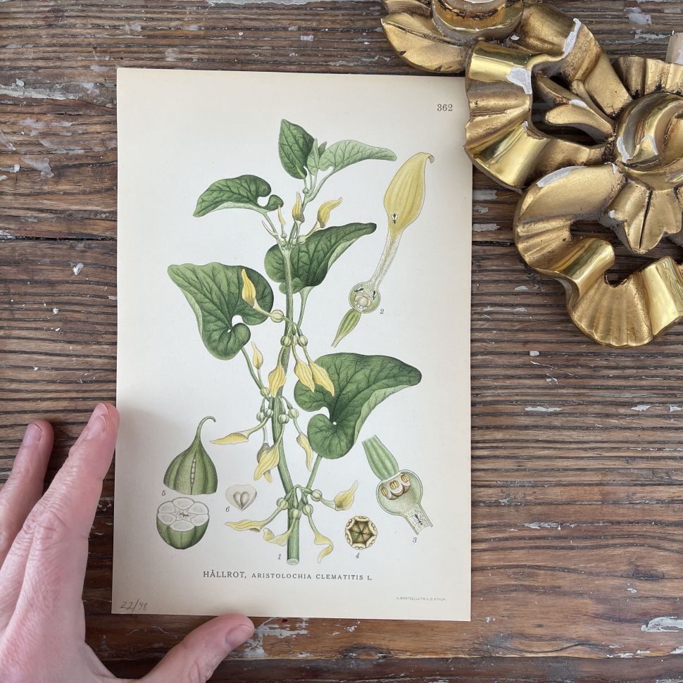 Литография 15х23 см 1917г Nordens Flora 1 шт №362