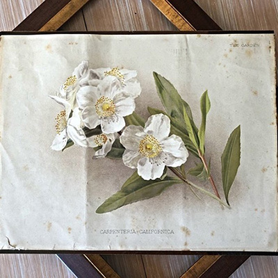 Гравюра Цветы 1883 год Франция