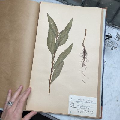 Лист гербария Torsten Hansen Швеция