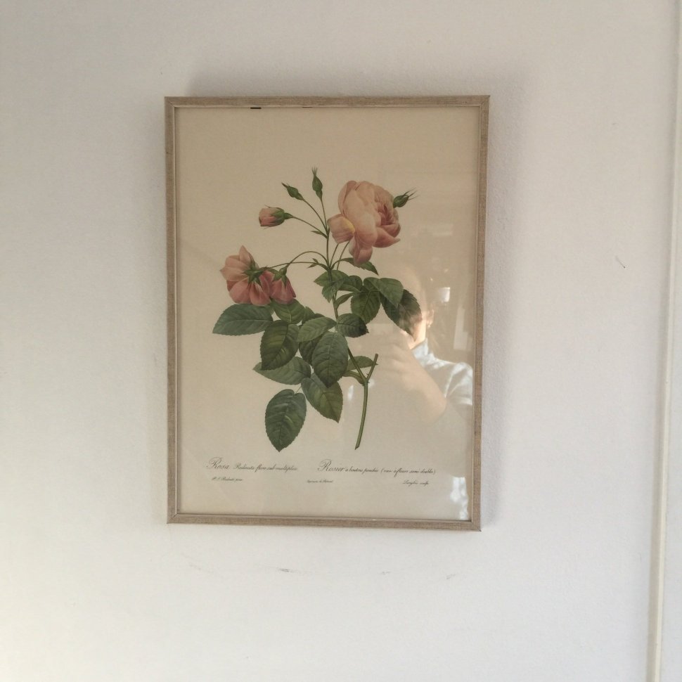 Гравюра в раме Rosa Reclinata flore sub multiplici Франция