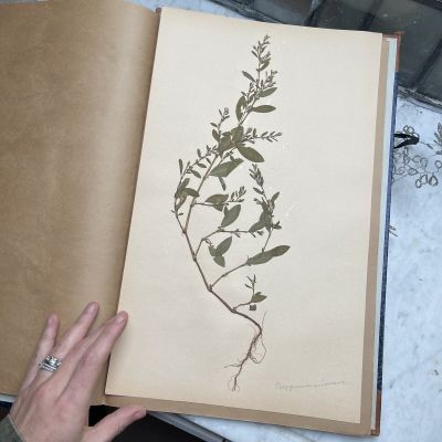 Лист гербария Torsten Hansen Швеция