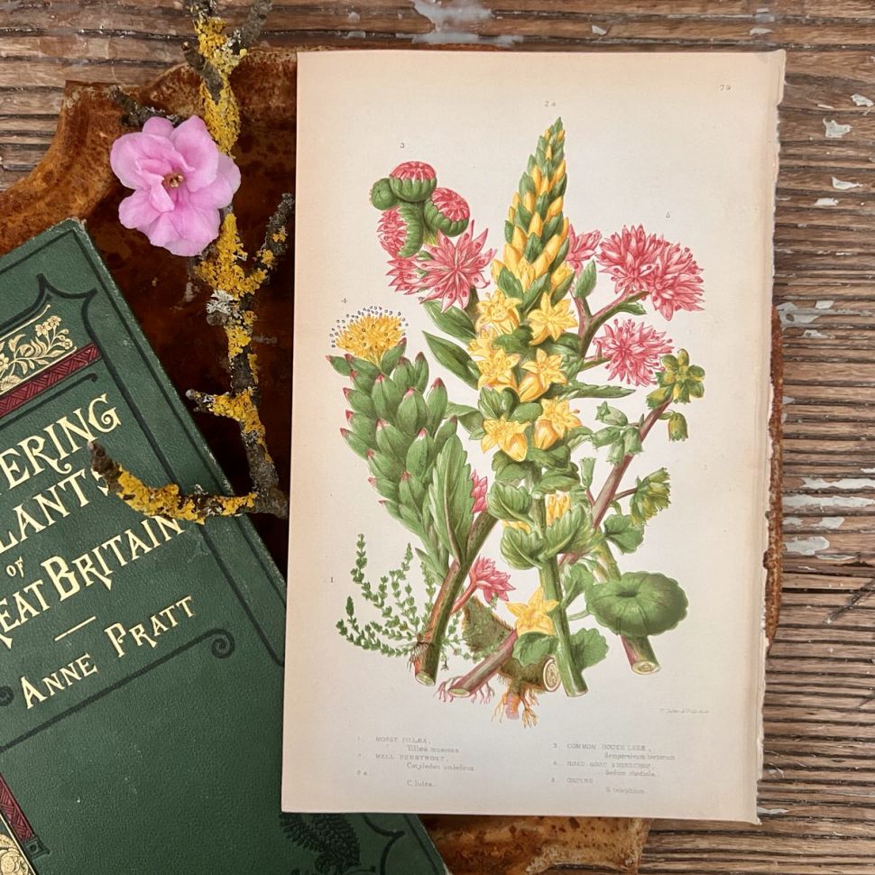 Литография 14х22 см Flowering Plants by Anne Pratt №79 Англия