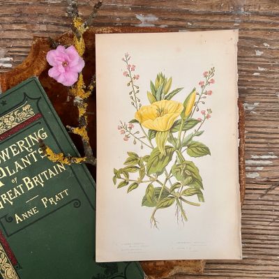Литография 14х22 см Flowering Plants by Anne Pratt №75 Англия
