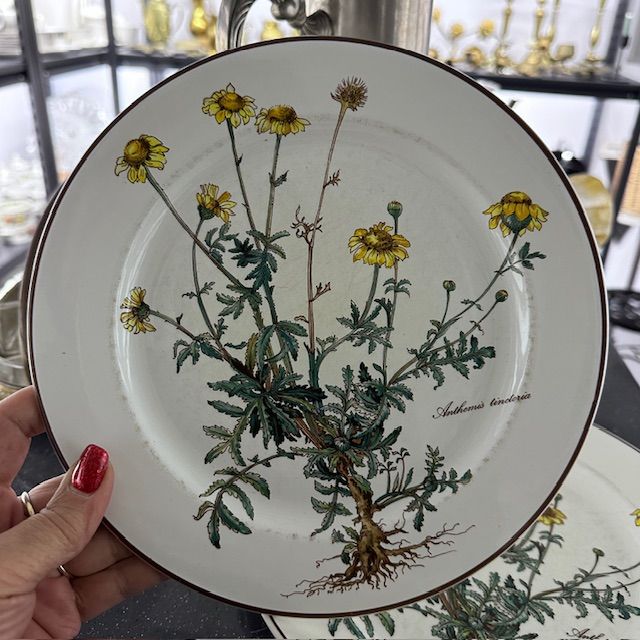 Тарелка Anthemis Botanica 24 см ВиллеройБох c корешком 2 категория