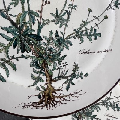 Тарелка Anthemis Botanica 24 см ВиллеройБох c корешком 2 категория