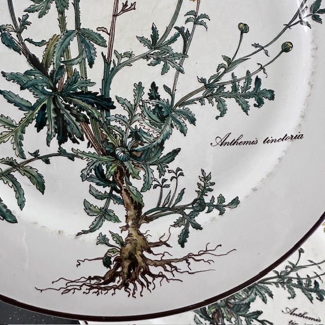 Тарелка Anthemis Botanica 24 см ВиллеройБох c корешком 2 категория