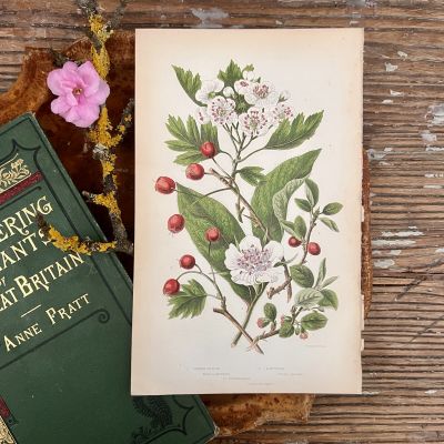 Литография 14х22 см  Flowering Plants by Anne Pratt №72 Англия