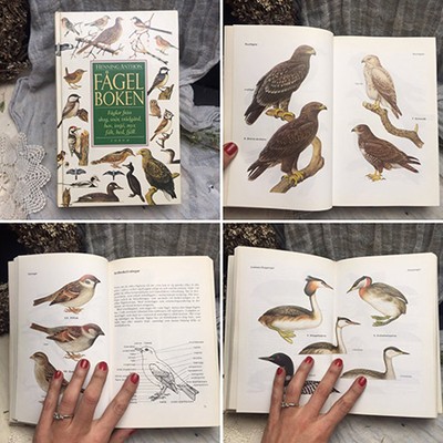 Энциклопедия Птицы, Швеция