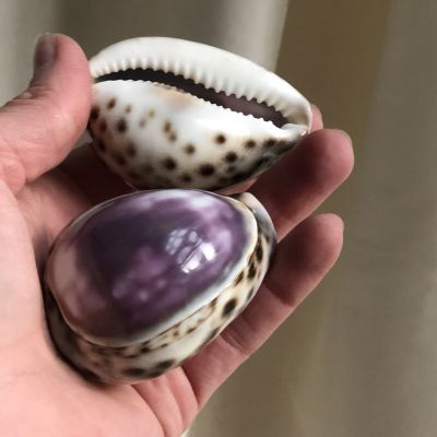 Ракушка морская, набор 2 шт.