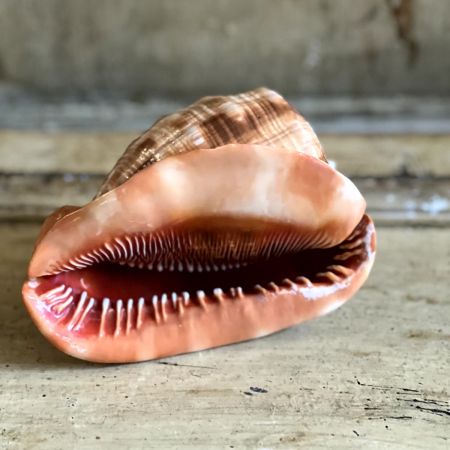 Ракушка морская 15 см  