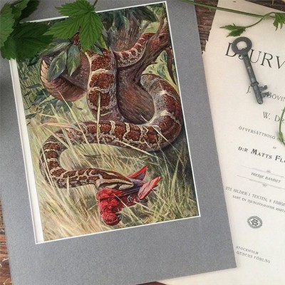 Литография из энциклопедии 1902 года Змея на охоте