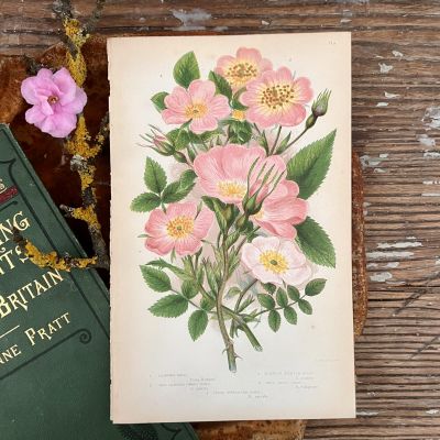 Литография 14х22 см Flowering Plants by Anne Pratt №71а Англия