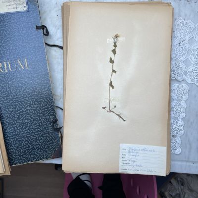 Лист гербария Hans Nilsson Швеция