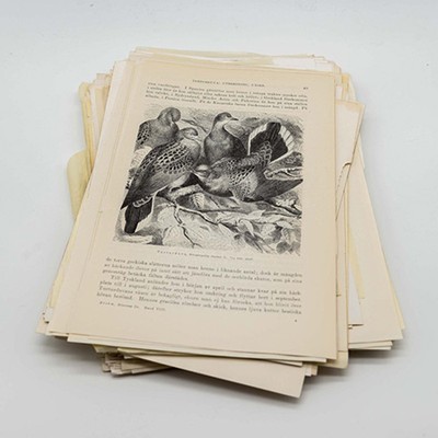 Кипа листов старой энциклопедии STOCKHOLM 1904