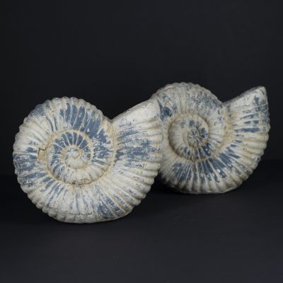 Ваза декор Мезозойная ракушка