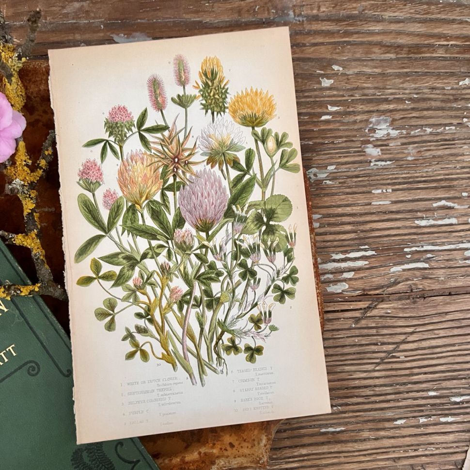 Литография 14х22 см  Flowering Plants by Anne Pratt №59 Англия 