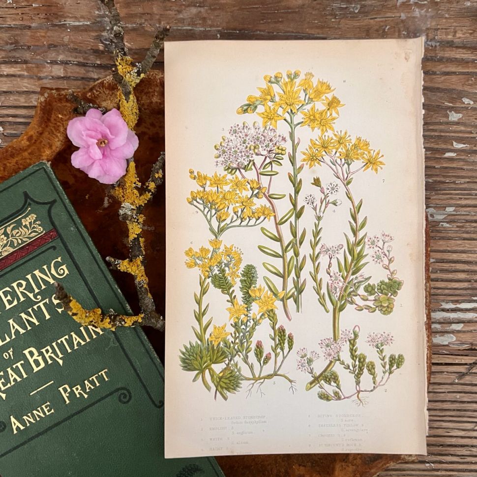 Литография 14х22 см  Flowering Plants by Anne Pratt №80 Англия